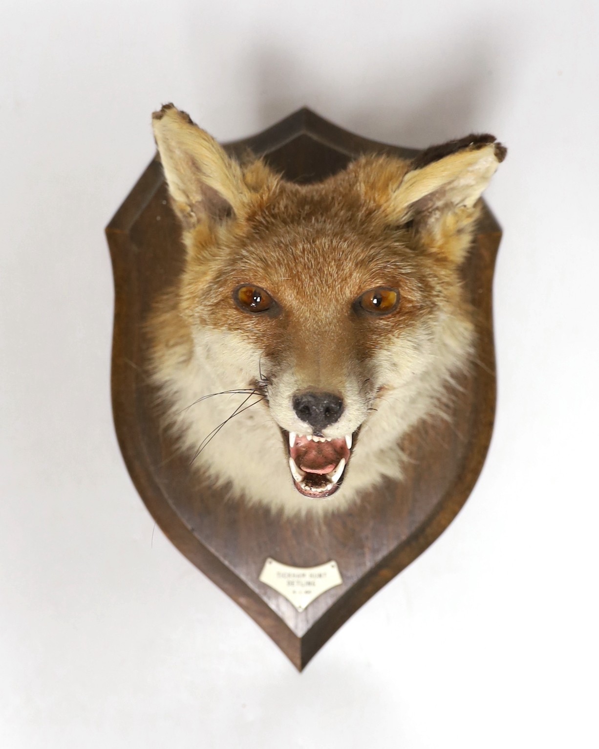 A Rowland Ward taxidermy fox head, mounted on oak plaque